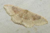 Idaea degeneraria