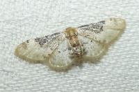 Idaea filicata