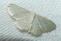Idaea subsericeata