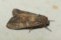 Lacanobia oleracea