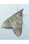 Mecyna asinalis
