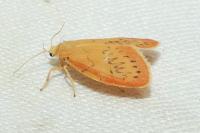 Miltochrista miniata