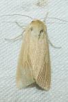 Mythimna pallens