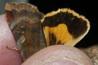 Noctua janthe