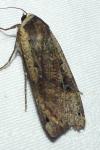 Noctua pronuba