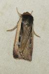 Ochropleura leucogaster