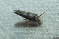Paraswammerdamia nebulella