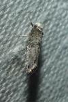 Paraswammerdamia nebulella