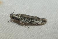 Psoricoptera gibbosella