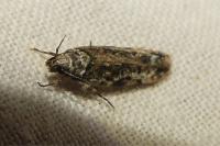 Psoricoptera gibbosella