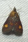 Pyrausta aurata