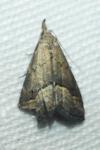 Schrankia costaestrigalis