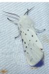 Spilosoma lubricipeda