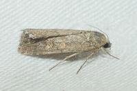 Spodoptera exigua