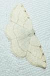 Stegania trimaculata