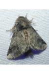Thaumetopoea processionea