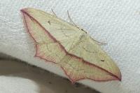 Timandra comae