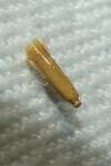 Tischeria