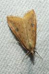 Udea ferrugalis