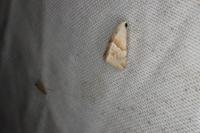 Eublemma parva