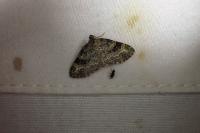 Pterapherapteryx sexalata