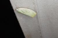 Earias clorana