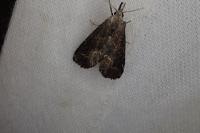 Schrankia costaestrigalis