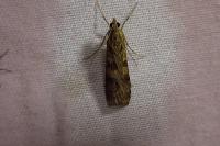 Nomophila noctuella
