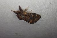 Notodonta dromedarius