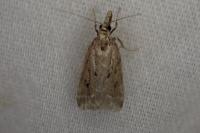 Eudonia pallida