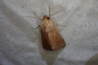Mythimna albipuncta