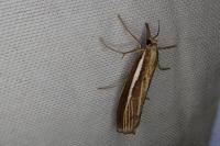 Agriphila tristella
