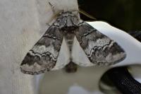 Drymonia querna