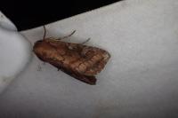 Lacanobia splendens
