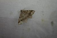 Macaria alternata