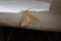 Crocallis elinguaria
