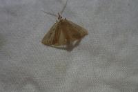 Macrochilo cribrumalis
