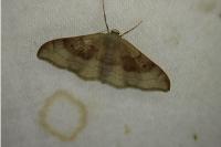 Idaea degeneraria