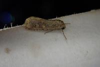 Spodoptera exigua