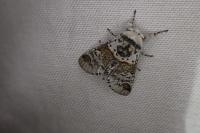 Furcula furcula