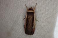 Ochropleura leucogaster