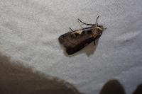 Xestia c-nigrum