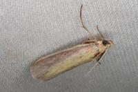 Oncocera semirubella