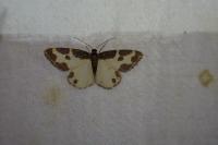 Lomaspilis marginata
