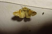 Habrosyne pyritoides