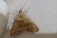 Herminia grisealis