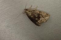 Deltote pygarga
