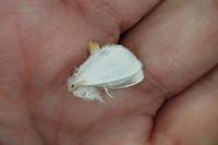 Sphrageidus similis