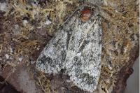 Acronicta megacephala