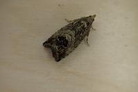 Cydia splendana